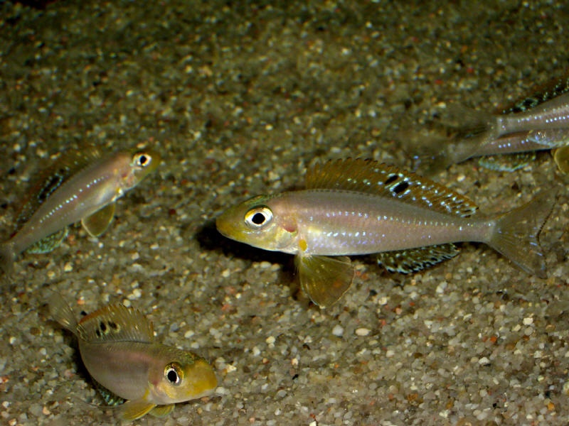 Xenotilapia sp. 'papilio sunflower' Cape Chaitika